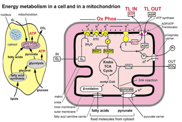 Whole Body Metabolism & Micronutrition 101