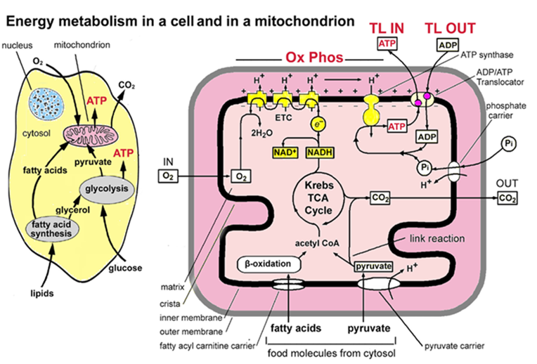 Whole Body Metabolism & Micronutrition 101