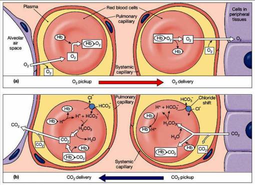 gas_exchange_blood