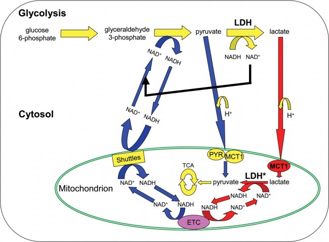 Lactate_metabolism_pathway