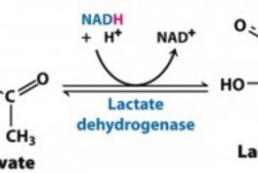 Lactate is unique!
