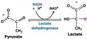 Lactate is unique!