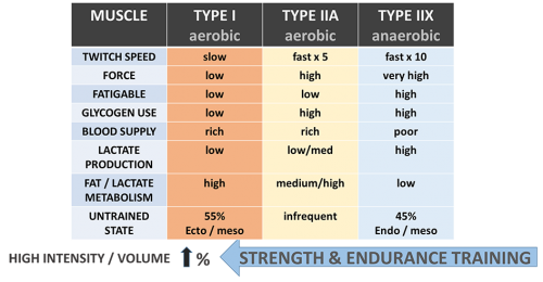 Muscle_table_halfsize