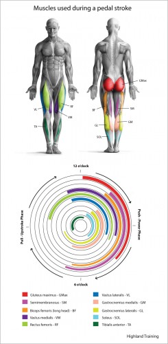 Power-Pedal-Muscles-Illustration