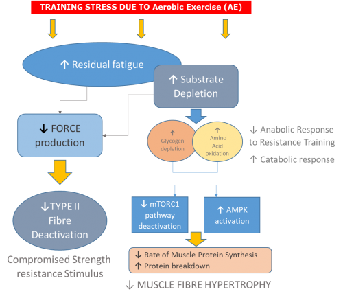 Strength_Endurance_Interaction