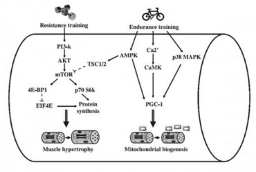 The Secrets of Peak Performance IV: Strength and Endurance