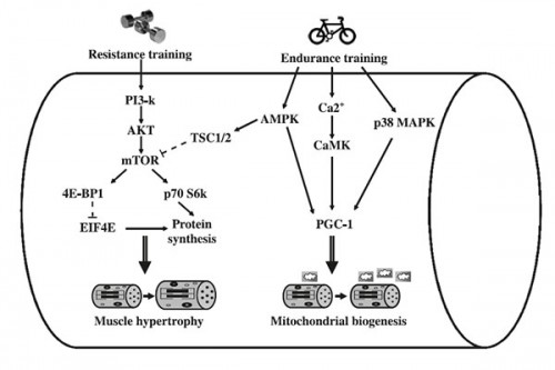 The Secrets of Peak Performance IV: Strength and Endurance