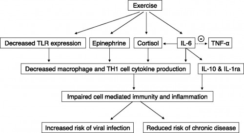 exercise_immunity