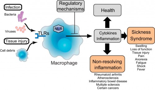 immune_function